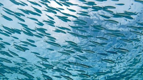 "Ce sont des réserves de papier" : malgré les aires marines protégées, les poissons déclinent à cause des actions de l'homme