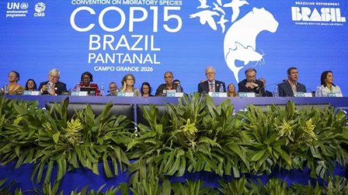 Brésil : la COP15 acte la protection de 40 nouvelles espèces migratrices, dont certaines habituées des Antilles