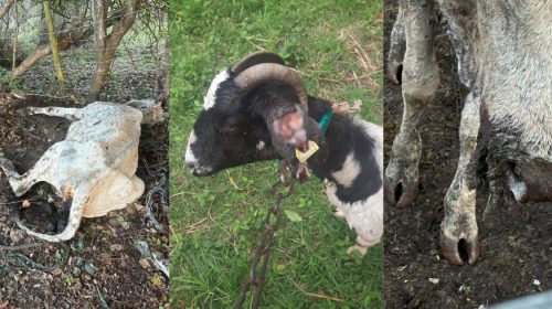 Face aux attaques de chiens errants, un éleveur de Rivière-Salée mise sur ses chiens de troupeau