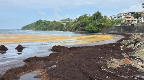 Au Marigot, l'invasion des sargasses paralyse le port et cloue les marins-pêcheurs à quai