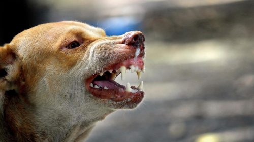 Après le rejet d’un amendement autorisant à abattre les chiens errants, les éleveurs tapent du poing