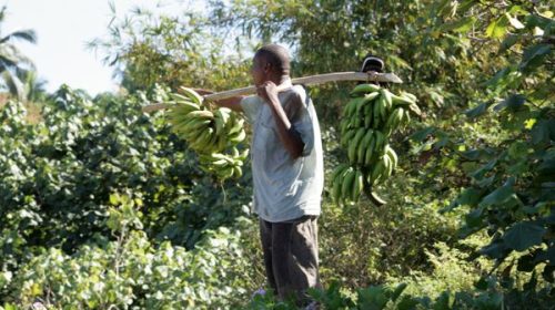 Les inégalités de niveau de vie particulièrement marquées dans le monde agricole, selon l'Insee