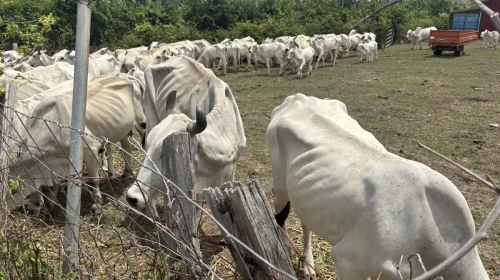 Sécheresse en Martinique : les pertes de récoltes de 2026 reconnues comme calamité agricole - Outre-mer La 1ère