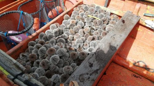 La campagne de pêche aux oursins reste suspendue pour la troisième année consécutive