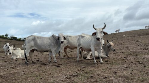 La Martinique est bien concernée par le plan d'urgence sécheresse