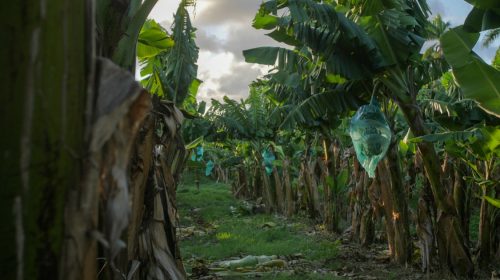 Chlordécone : l’État condamné à indemniser un ex-ouvrier agricole atteint d’un cancer de la prostate