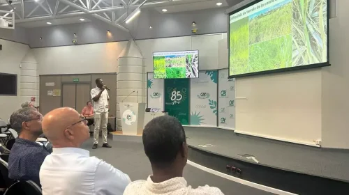 Agriculture-Fillière Canne : IDECAS, le projet de lutte contre l'enherbement des parcelles lancé en Martinique